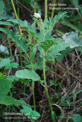 Solanum carolinense