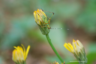 Hypochaeris radicata