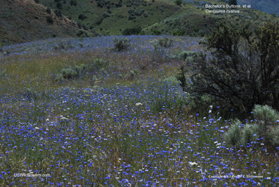 Centaurea cyanus