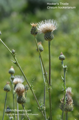 Cirsium hookerianum