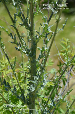 Cirsium hookerianum