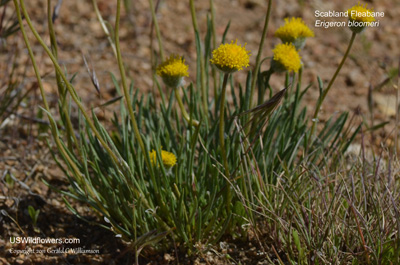 Erigeron bloomeri