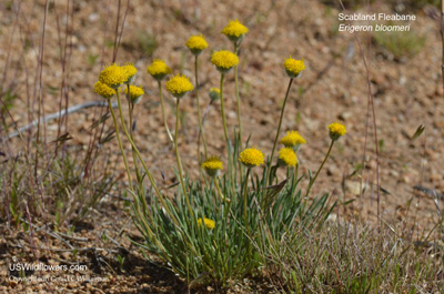 Erigeron bloomeri