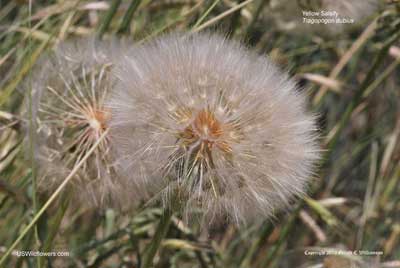 Tragopogon dubius