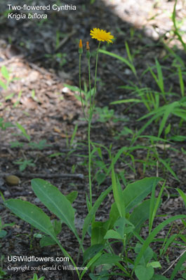 Krigia biflora