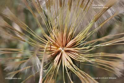 Tragopogon dubius