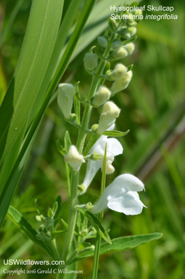 Scutellaria integrifolia