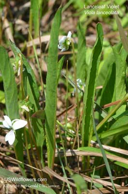 Viola lanceolata