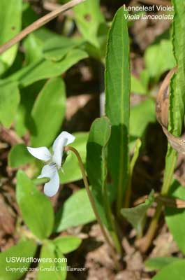 Viola lanceolata