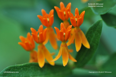 Asclepias tuberosa