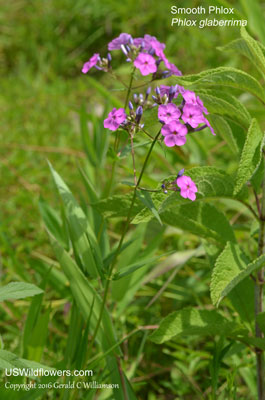 Phlox glaberrima