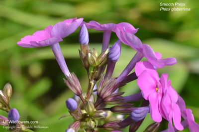 Phlox glaberrima