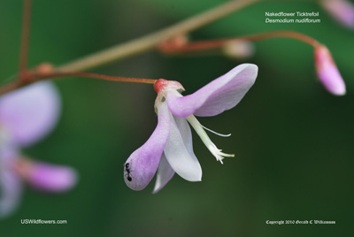 Desmodium nudiflorum