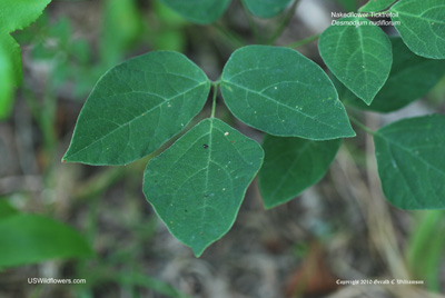 Desmodium nudiflorum