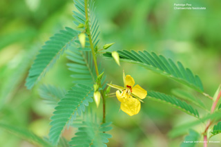 Chamaecrista fasciculata