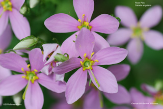 Sabatia angularis