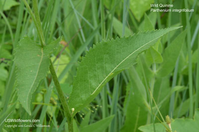 Parthenium integrifolium