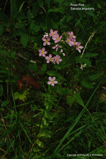 Sabatia angularis