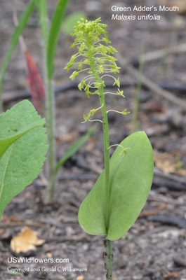 Malaxis unifolia