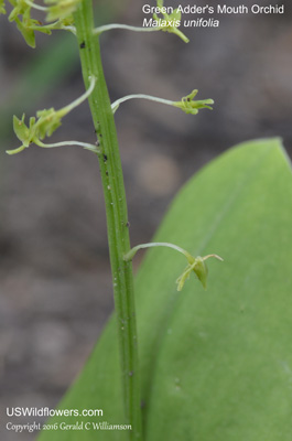 Malaxis unifolia