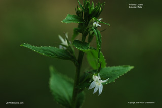 Lobelia inflata