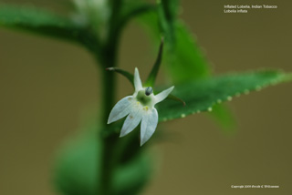 Lobelia inflata