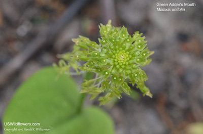 Malaxis unifolia