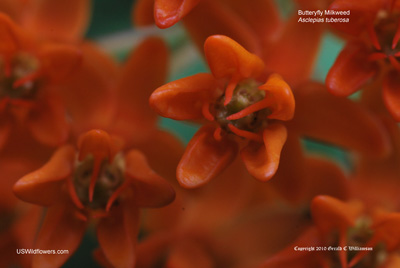 Asclepias tuberosa