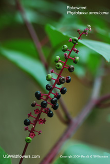 Phytolacca americana