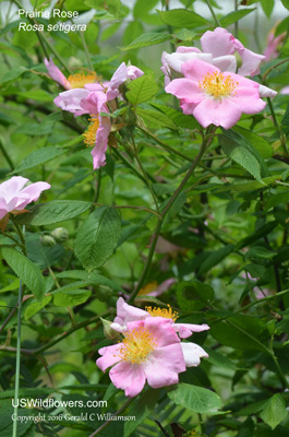 Rosa setigera