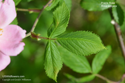 Rosa setigera