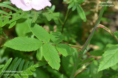 Rosa setigera