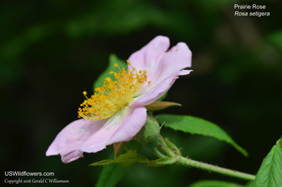 Rosa setigera