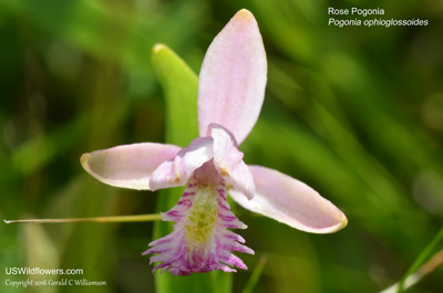 Pogonia ophioglossoides