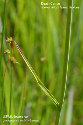 Stenanthium leimanthoides