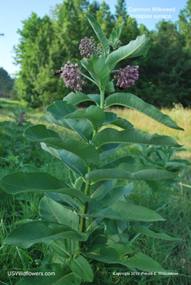 Asclepias syriaca