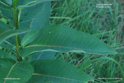 Asclepias syriaca