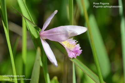 Pogonia ophioglossoides