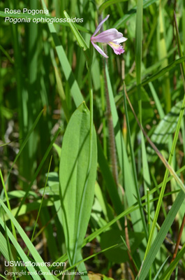 Pogonia ophioglossoides