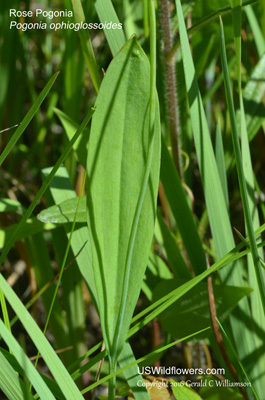 Pogonia ophioglossoides