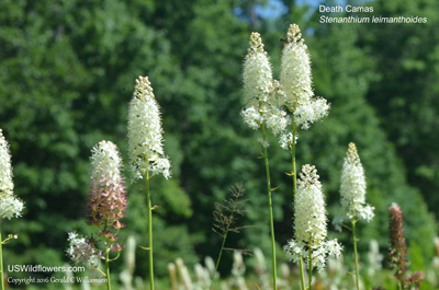 Stenanthium leimanthoides