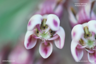 Asclepias syriaca