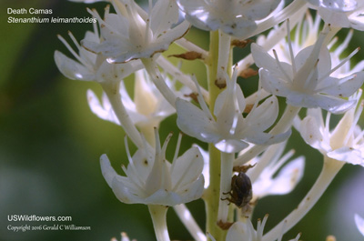 Stenanthium leimanthoides