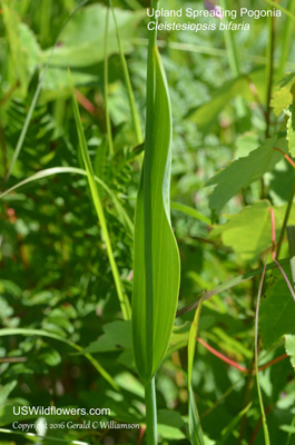 Cleistesiopsis bifaria