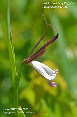 Cleistesiopsis bifaria