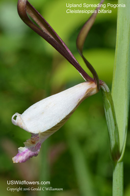 Cleistesiopsis bifaria