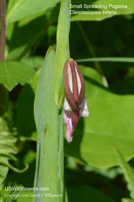 Cleistesiopsis bifaria