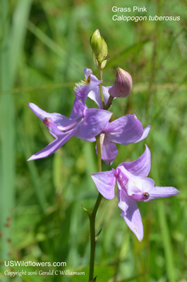 Calopogon tuberosus