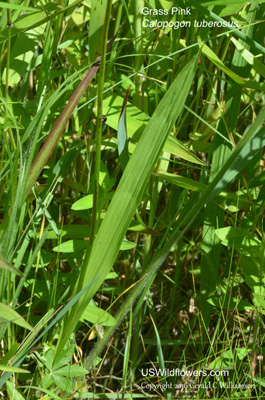 Calopogon tuberosus