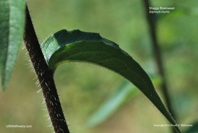 Silphium mohrii